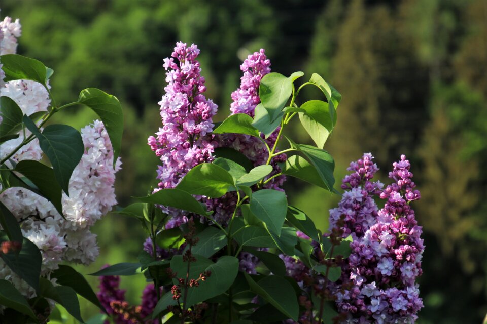 Purple no closeup blooming