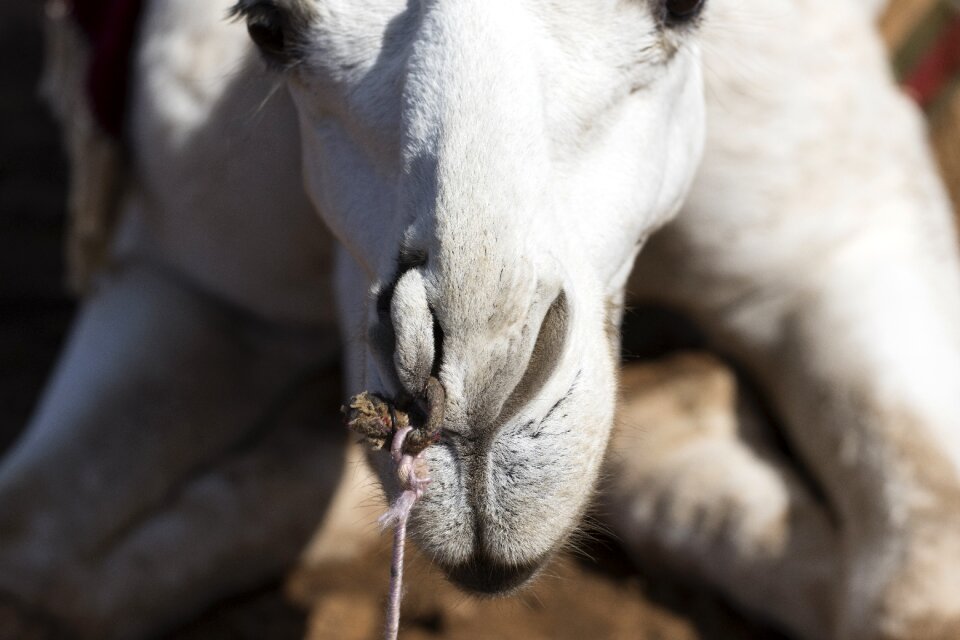 Camel desert africa