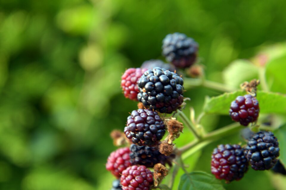 Nature berries bramble