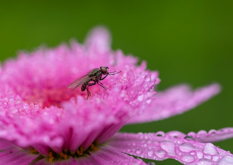 Macro flowering nature