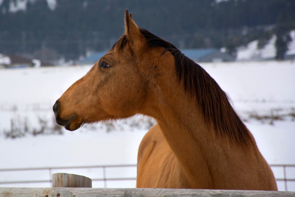 Animal ranch rural