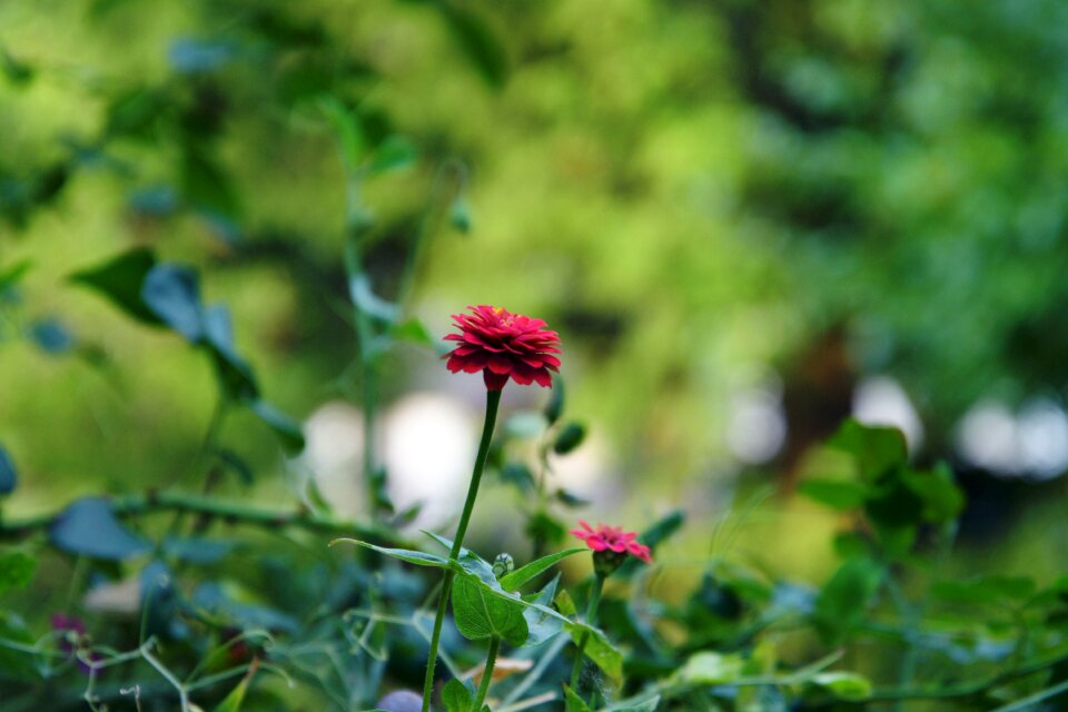 Plant summer spring