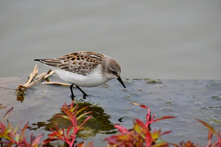 Bird wild birds 旅鳥 photo