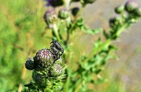 Mating copulating couple