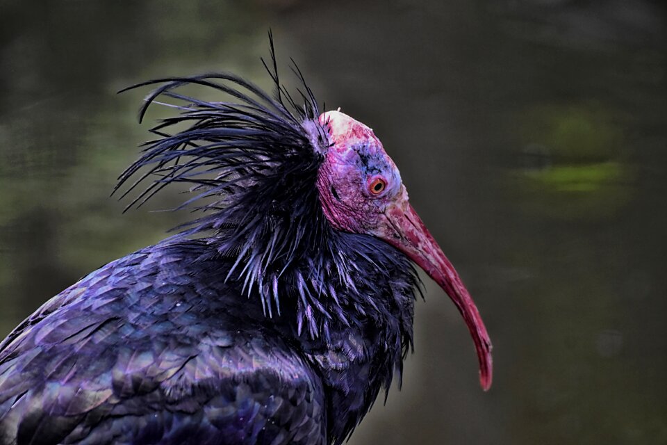 Geronticus eremita nature wild bird