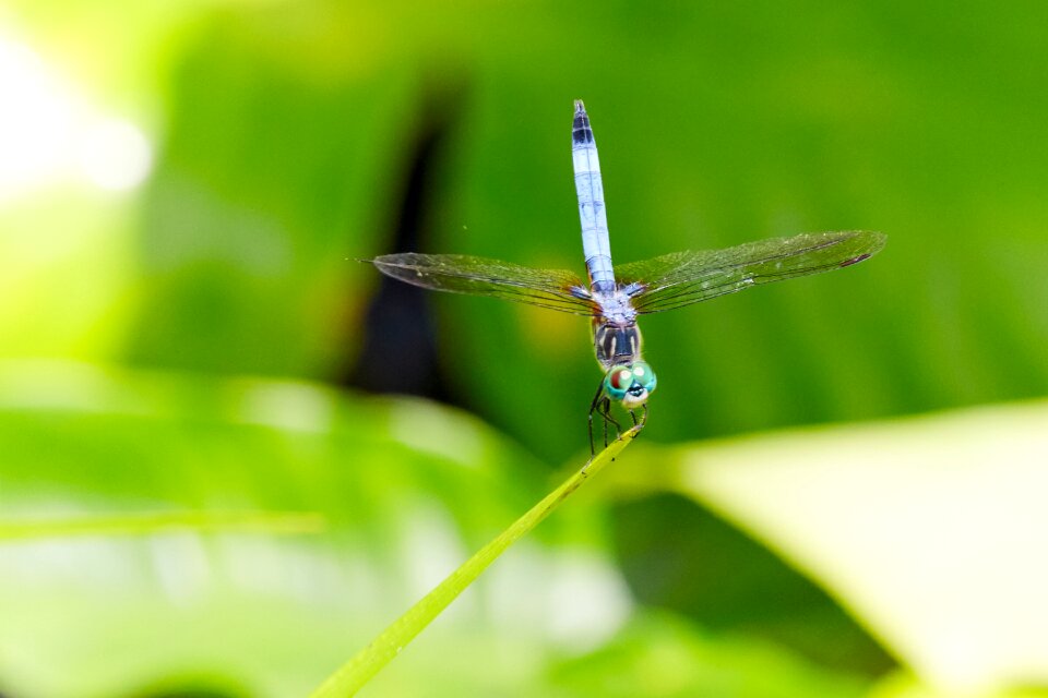 Nature wildlife creature