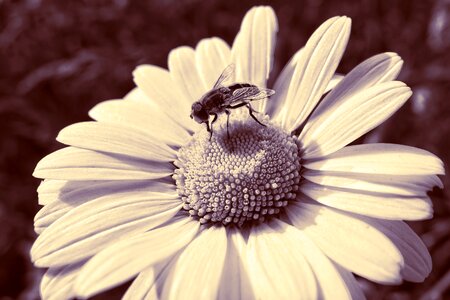 Feeding ox-eye daisy flower photo