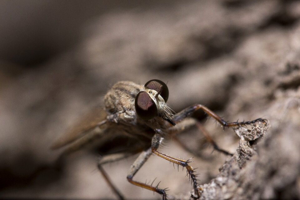 Macro robber fly closeup