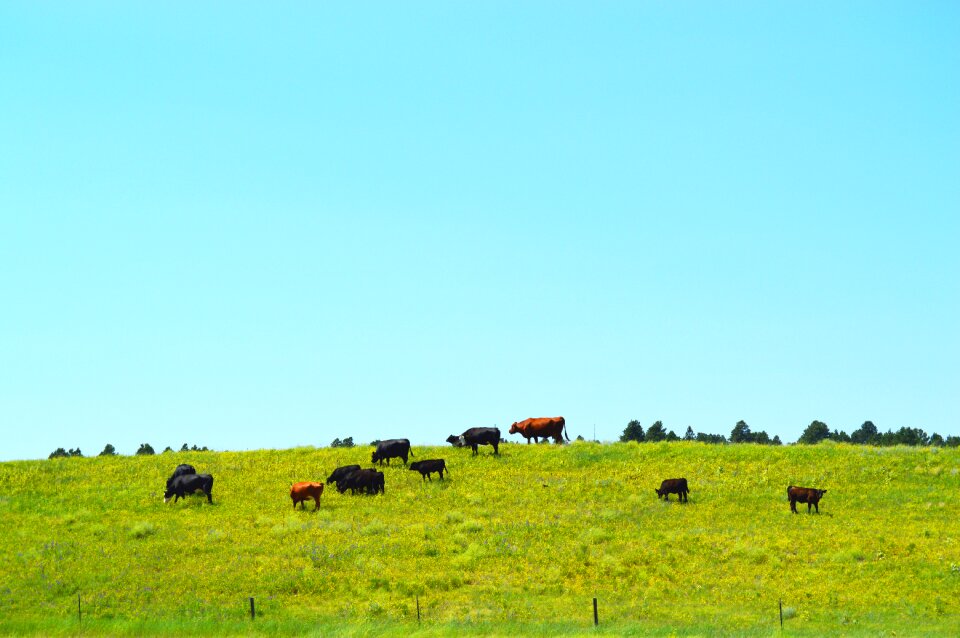 Farm livestock cattle