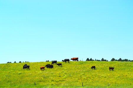 Farm livestock cattle