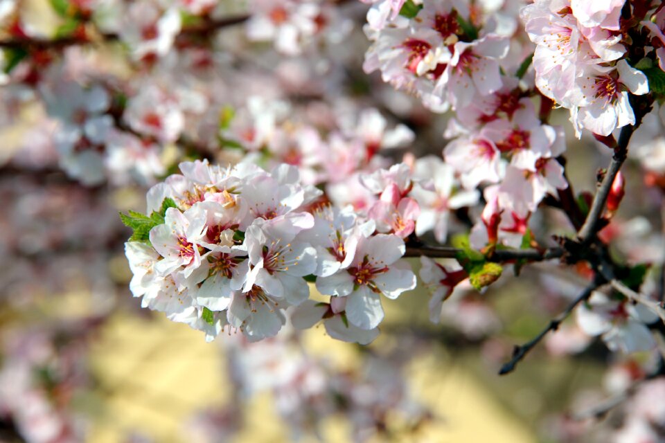 Spring white flowers nature