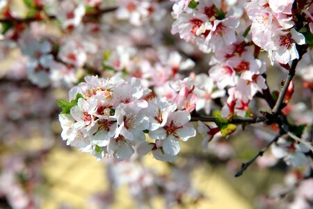 Spring white flowers nature photo