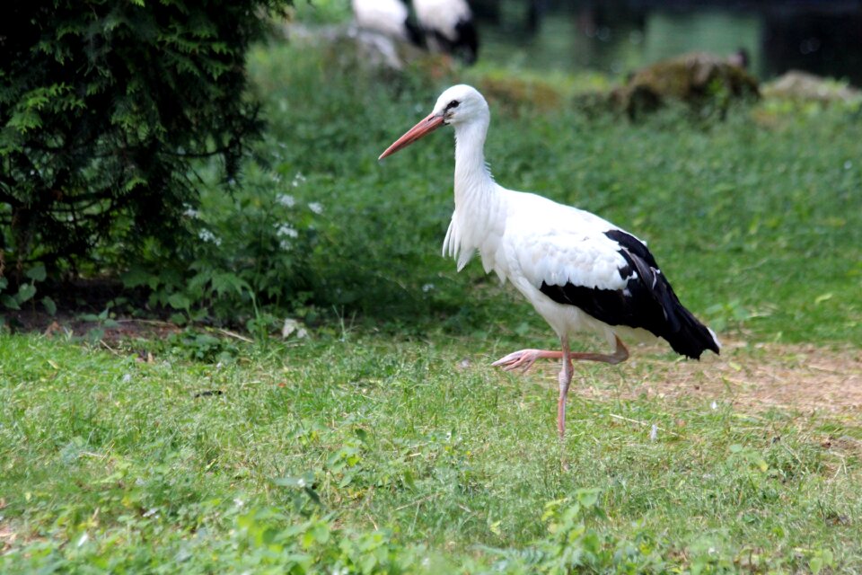 Feathered race white animals