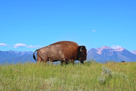 Mountains west grass