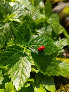 Ladybug leaf Free photos