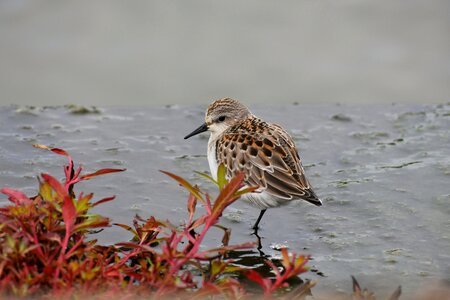 Bird wild birds 旅鳥 photo