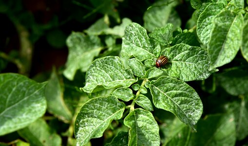 Plant insect smith
