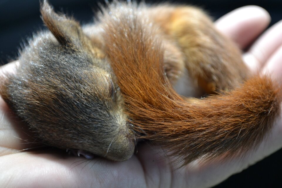 Cute fur squirrel
