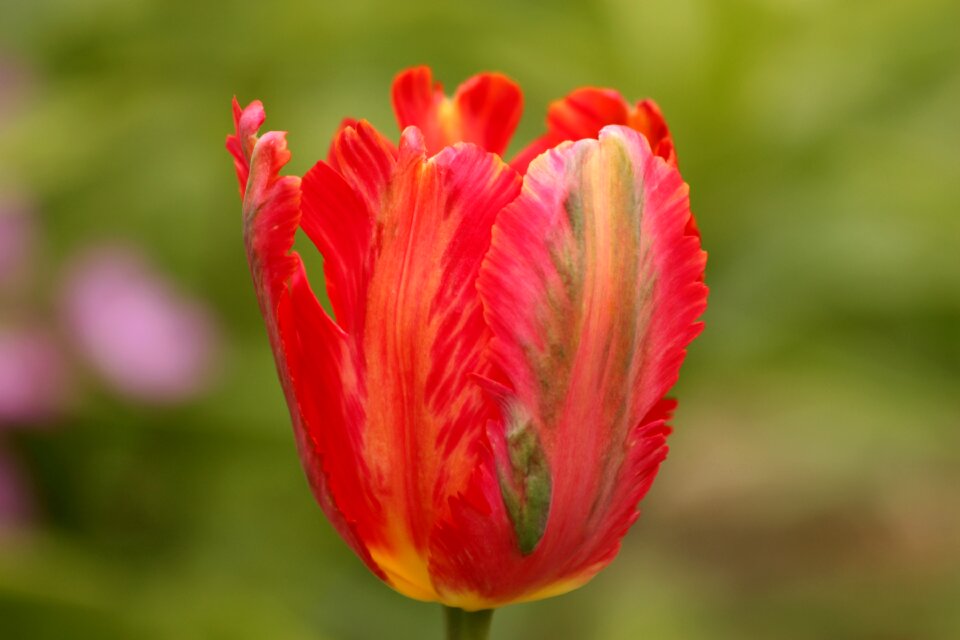 Spring beauty nature