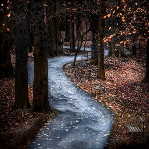 Nature path forest path photo