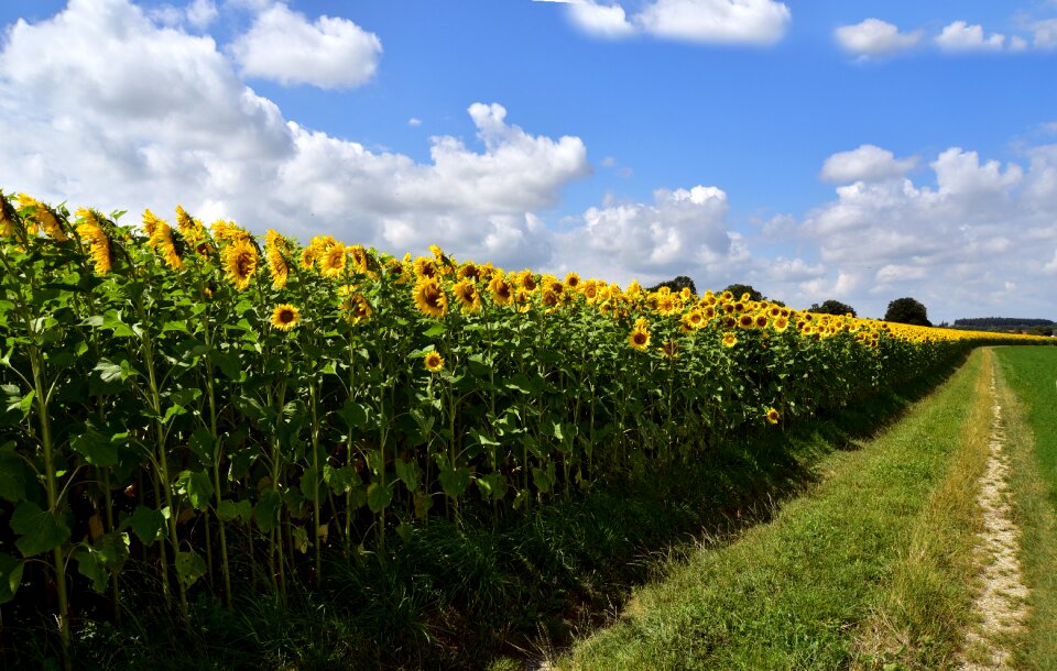 Bright flora sunny