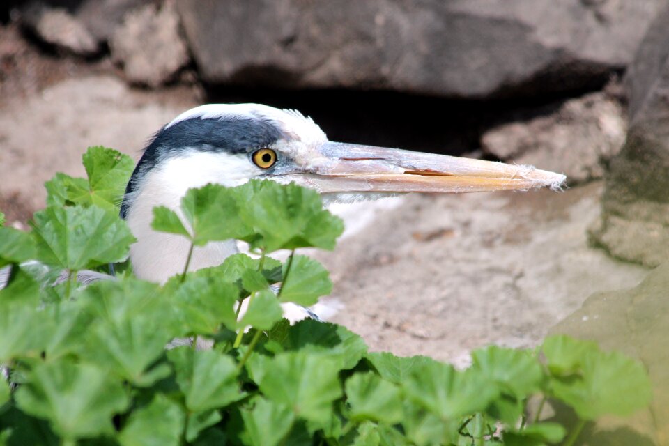Feathered race not man fauna