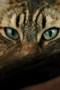 Cat eyes feline