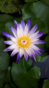 Purple lotus Free photos