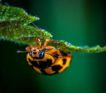 Coleoptera ladybug beetle