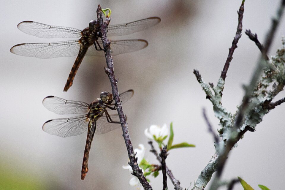 Insect nature spring