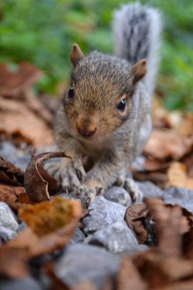 Cute wildlife furry