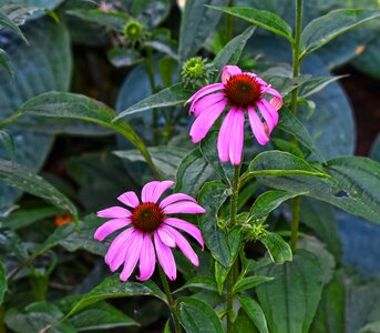 Herbaceous perennial medicinal photo