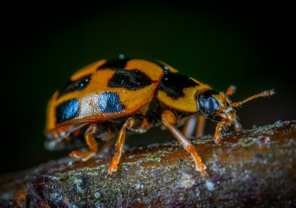 Coleoptera ladybug beetle