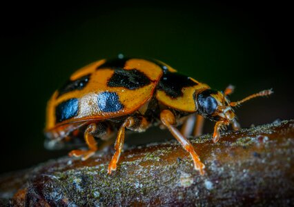 Coleoptera ladybug beetle
