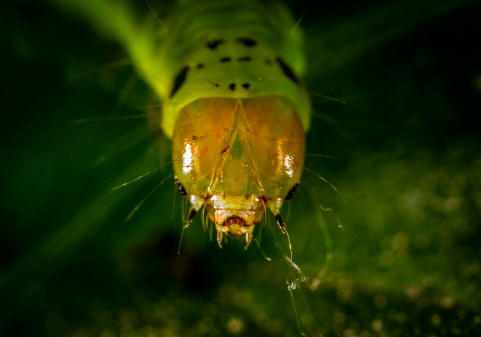 Bespozvonochnoe caterpillar larva