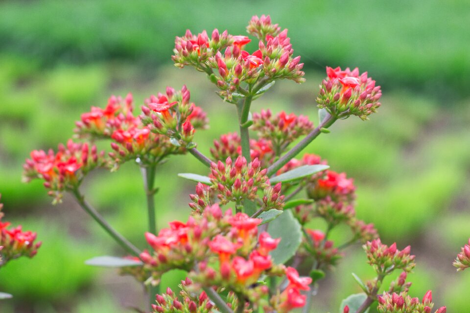 Bryophyllum pinnatum medicinal burns tree of life