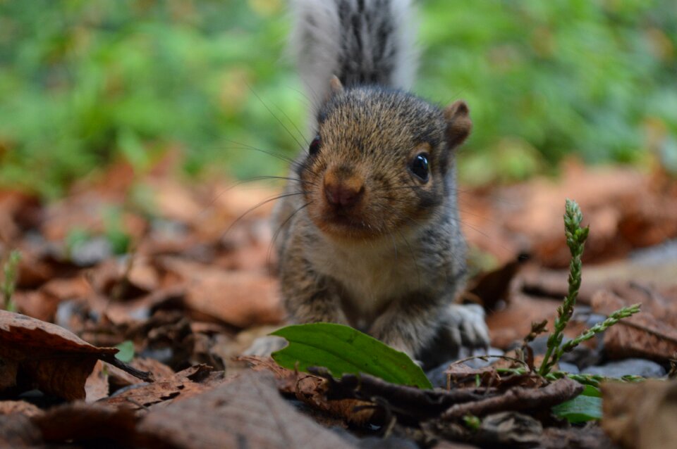 Cute wildlife furry