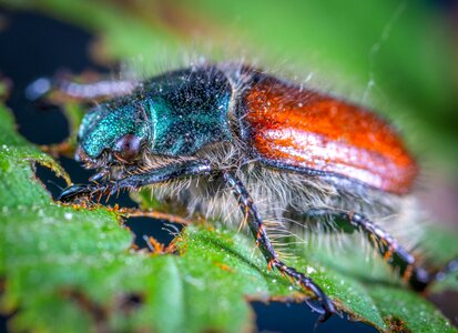 Coleoptera beetle hairy