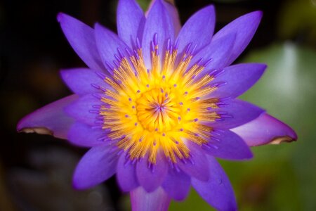 Nymphaeaceae flower water