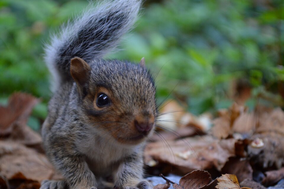 Cute wildlife furry