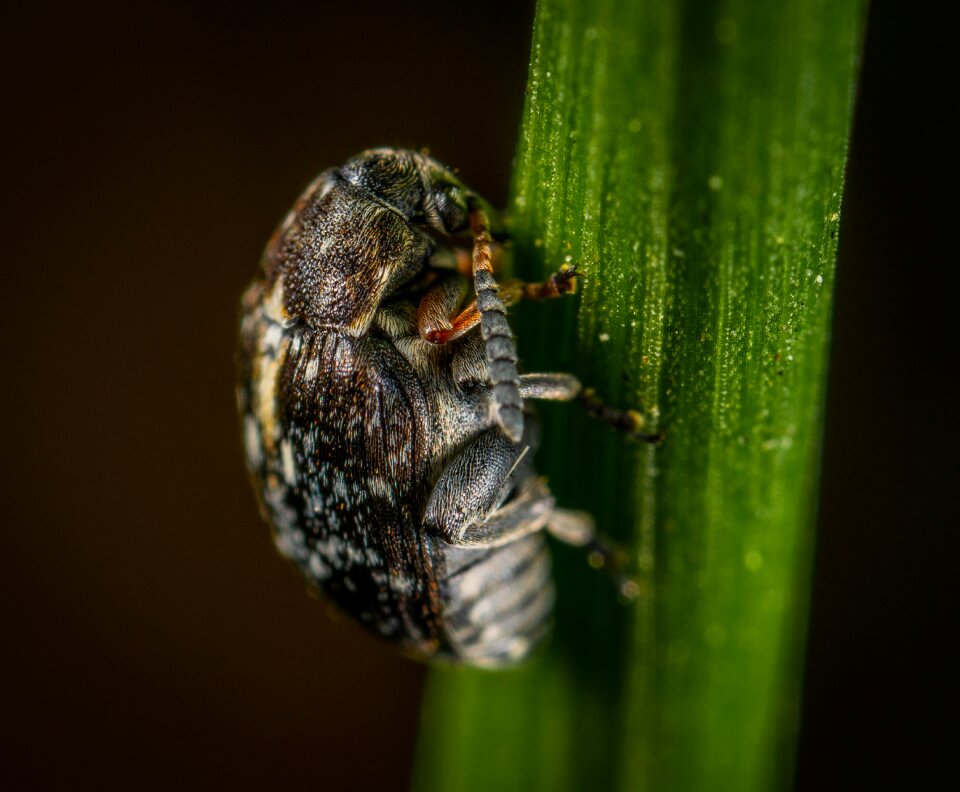 Coleoptera beetle blade of grass