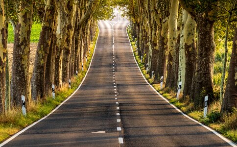 Trees nature tree lined avenue
