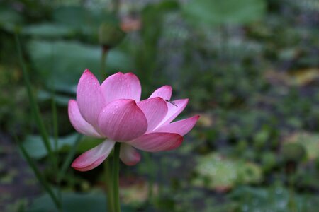 Nature flowers plants