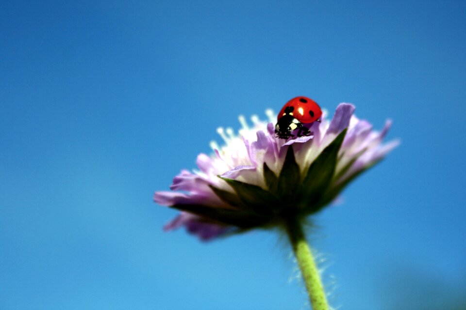 Flowers close up ladybug