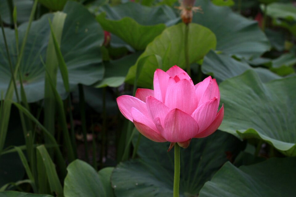 Nature flowers plants
