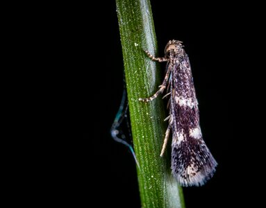 Mol moth macro