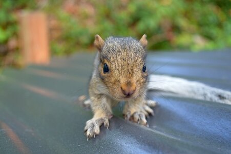 Cute wildlife furry