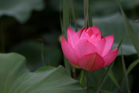 Nature flowers plants photo