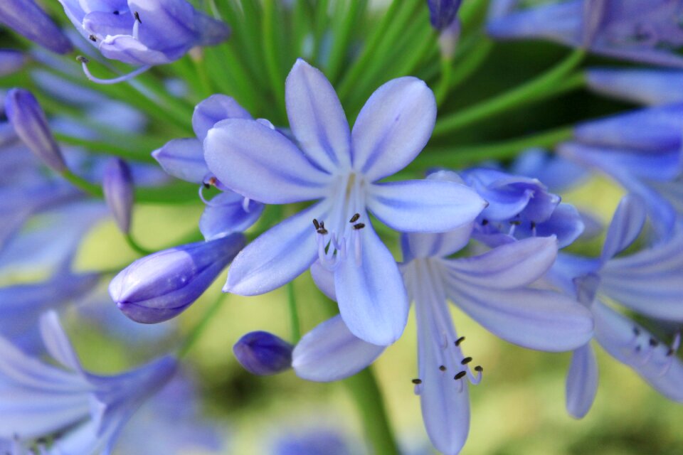 Flowers petals botany