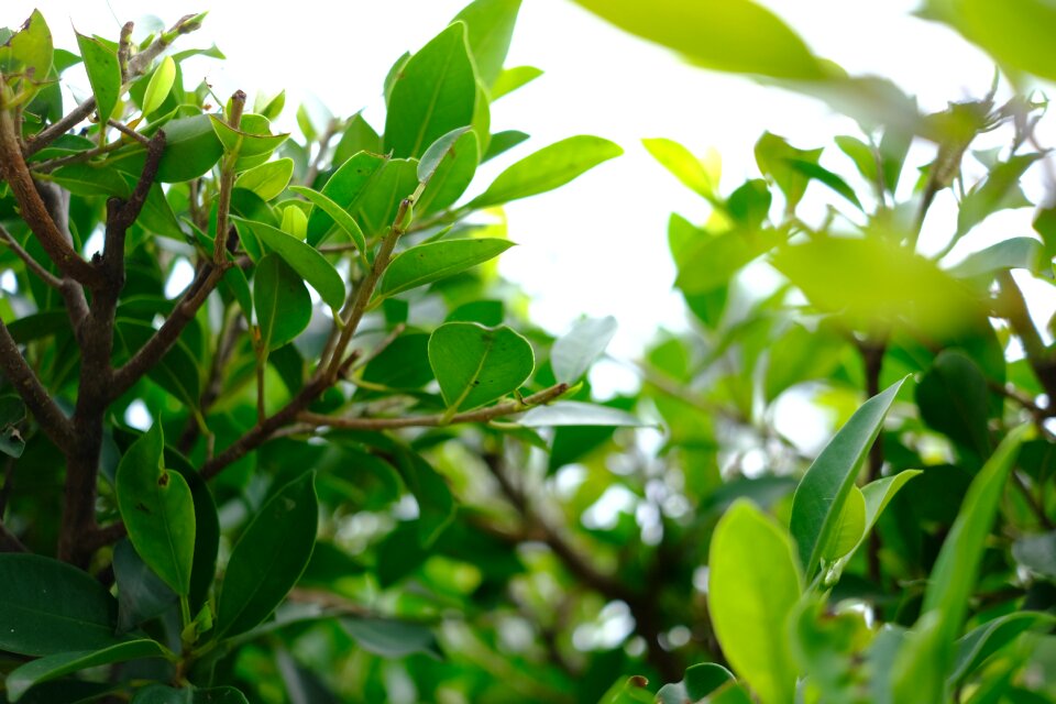 Green leaves spring